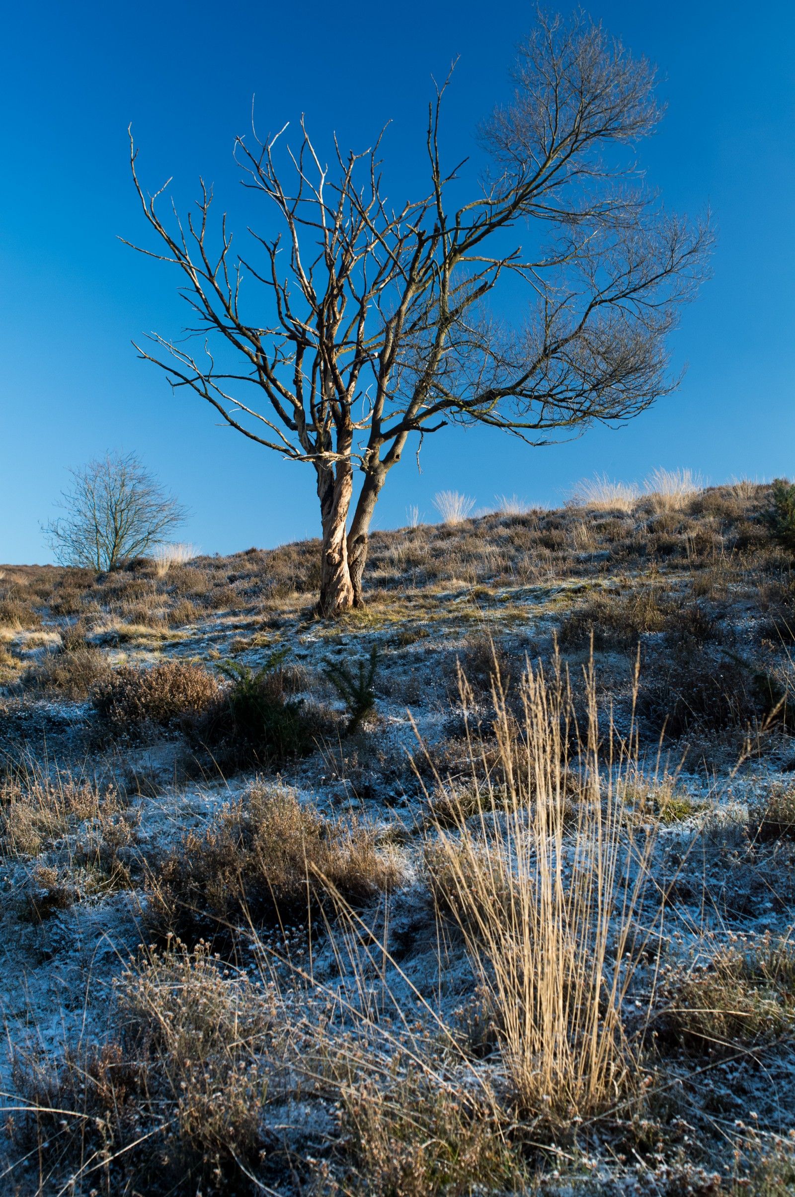Frosty 45mm